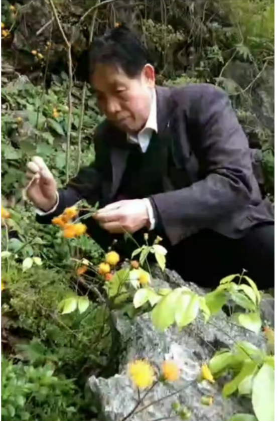 最具发展潜力的大健康项目一一心血管疾病养生素口服液