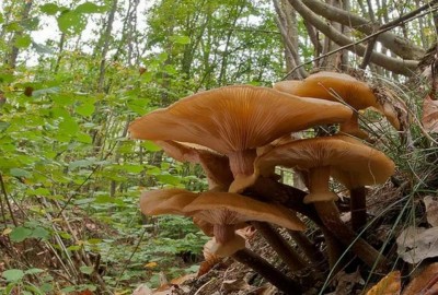 野生药用真菌自然医学体系 非药物疗法