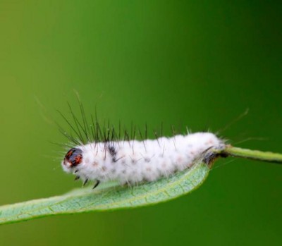 野生药用真菌自然医学体系 非药物疗法