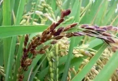 野生药用真菌自然医学体系 非药物疗法