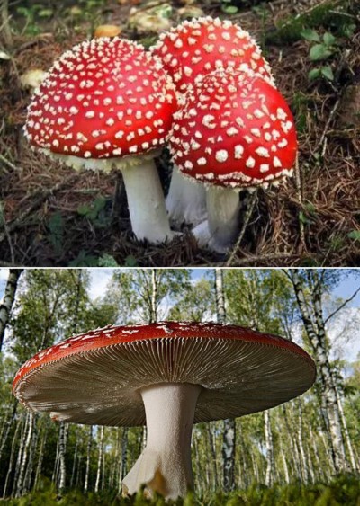 野生药用真菌自然医学体系 非药物疗法