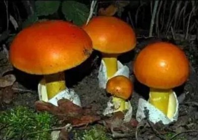 野生药用真菌自然医学体系 非药物疗法