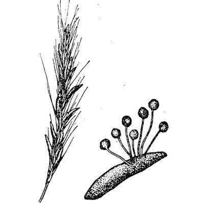 野生药用真菌自然医学体系 非药物疗法