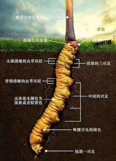 野生药用真菌自然医学体系 非药物疗法