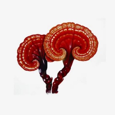 野生药用真菌自然医学体系 非药物疗法