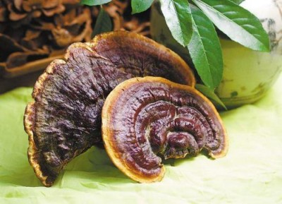 野生药用真菌自然医学体系 非药物疗法