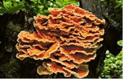 野生药用真菌自然医学体系 非药物疗法