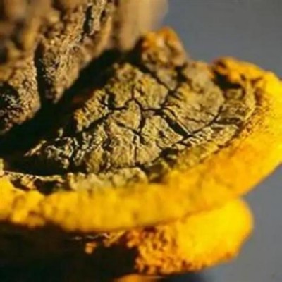 野生药用真菌自然医学体系 非药物疗法