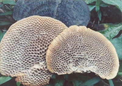 野生药用真菌自然医学体系 非药物疗法