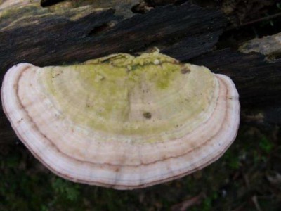 野生药用真菌自然医学体系 非药物疗法