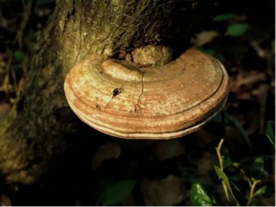 野生药用真菌自然医学体系 非药物疗法