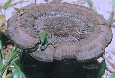 野生药用真菌自然医学体系 非药物疗法