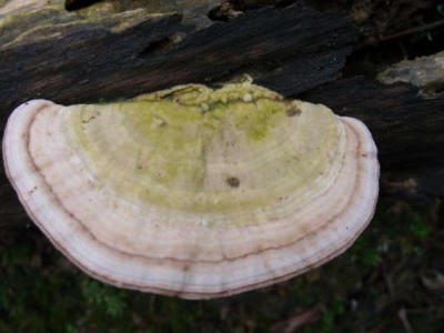 野生药用真菌自然医学体系 非药物疗法