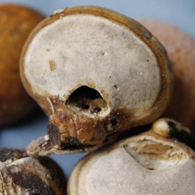 野生药用真菌自然医学体系 非药物疗法