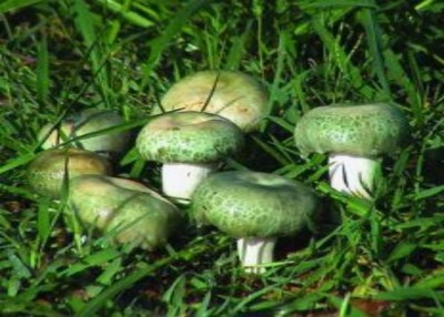 野生药用真菌自然医学体系 非药物疗法