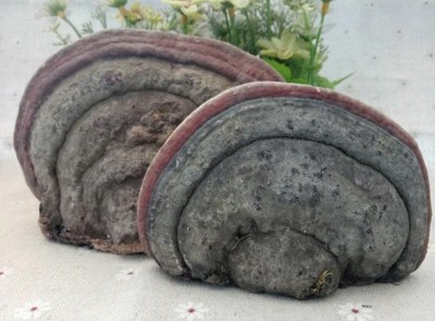 野生药用真菌自然医学体系 非药物疗法