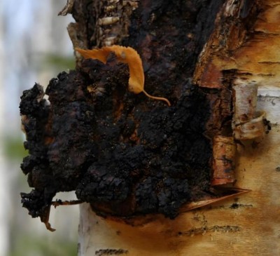 野生药用真菌自然医学体系 非药物疗法